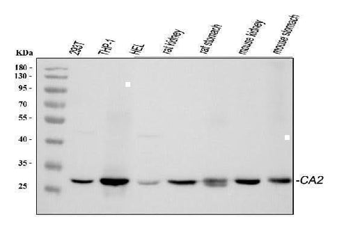 Anti-Carbonic Anhydrase II/CA2 Antibody Picoband® Boster Bio