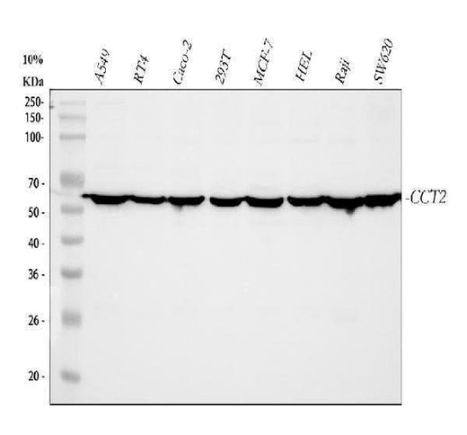 Anti-TCP1 beta/CCT2 Antibody Picoband® Boster Bio