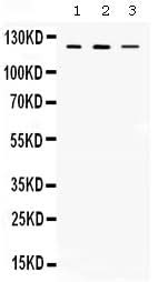 Anti-CIITA Antibody Picoband® Boster Bio