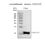 Anti-BCA1/CXCL13 Antibody Picoband® Boster Bio