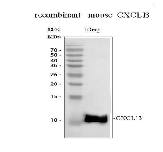 Anti-BCA1/CXCL13 Antibody Picoband® Boster Bio