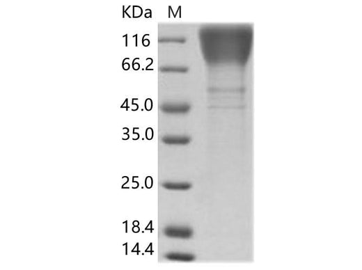 > 85 % as determined by reducing SDS-PAGE.