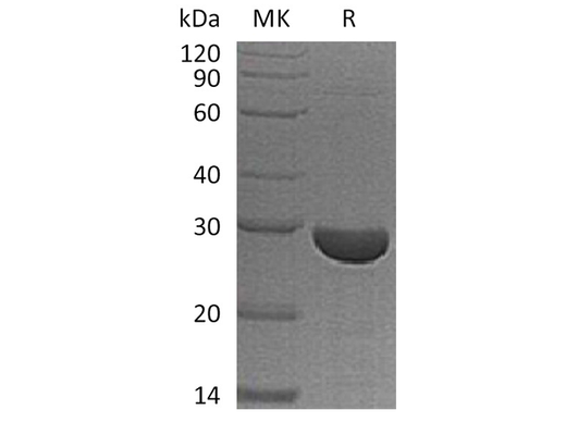 Recombinant Human S100A13 Protein - ABMIUM
