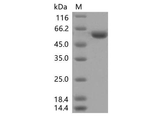 > 95 % as determined by reducing SDS-PAGE.
