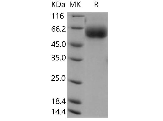 > 95 % as determined by reducing SDS-PAGE.