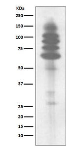 Anti-Phospho-Tyrosine Rabbit Monoclonal Antibody Boster Bio