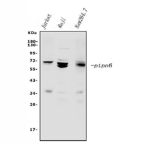 Anti-SHP1/PTPN6 Antibody Picoband® Boster Bio