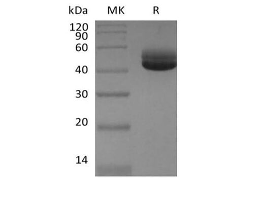 > 95 % as determined by reducing SDS-PAGE.