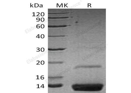 > 95 % as determined by reducing SDS-PAGE.