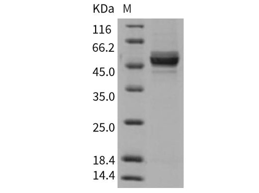 > 95 % as determined by reducing SDS-PAGE.