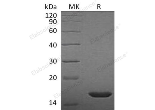 Recombinant Rat FGF-2/FGFb Protein - ABMIUM