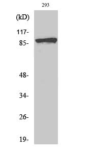 Western Blot analysis of 293T cells using Phospho-Catenin beta (Ser37) Polyclonal Antibody at dilution of 1:2000