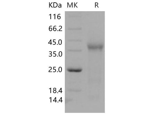 > 95 % as determined by reducing SDS-PAGE.