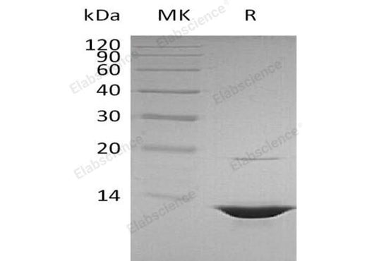 > 95 % as determined by reducing SDS-PAGE.