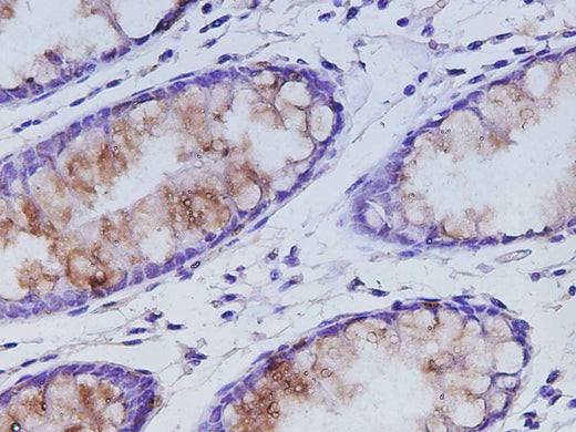 Anti-Human MUC2 Antibody