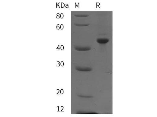SDS-PAGE analysis of Human MAF proteins, 2 μg/lane of Recombinant Human MAF proteins was resolved with SDS-PAGE under reducing conditions, showing bands at 45 kDa.