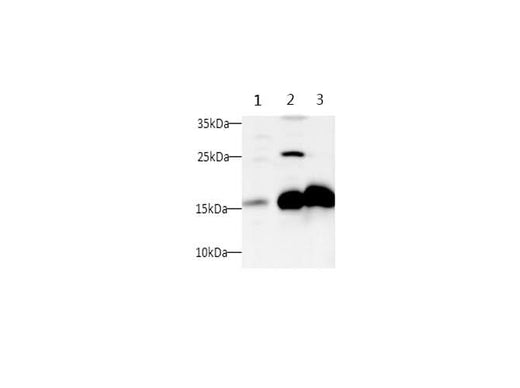 Anti-Human/mouse/Rat SNCA Antibody - ABMIUM