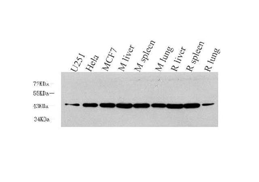 Western Blot analysis of various samples using BMP2 Polyclonal Antibody at dilution of 1:1000.