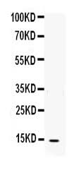 Anti-Interleukin-4 IL4 Antibody Picoband® Boster Bio