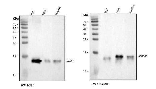 Anti-D-dopachrome decarboxylase DDT Antibody Picoband® Boster Bio