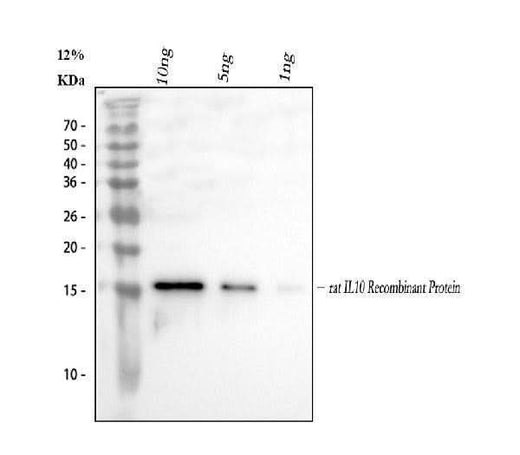 Anti-Interleukin-10 IL10 Antibody Picoband® Boster Bio
