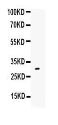Anti-IL17/IL17A Antibody Picoband® Boster Bio