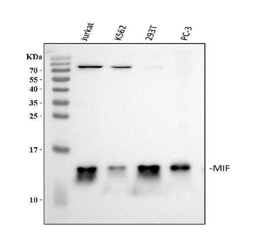 Anti-MIF Antibody Picoband® Boster Bio