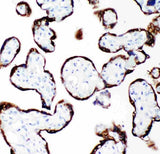 Anti-Growth Hormone/GH1 Antibody Picoband® Boster Bio