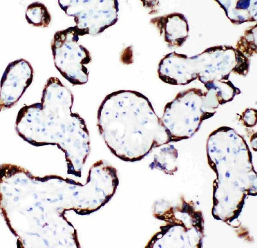 Anti-Growth Hormone/GH1 Antibody Picoband® Boster Bio