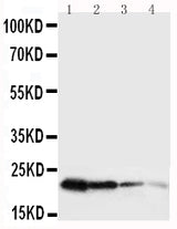 Anti-Growth Hormone/GH1 Antibody Picoband® Boster Bio
