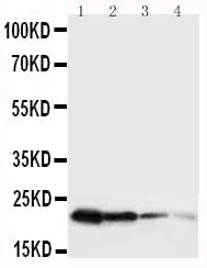Anti-Growth Hormone/GH1 Antibody Picoband® Boster Bio