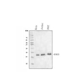 Anti-survivin/BIRC5 Antibody Picoband® Boster Bio