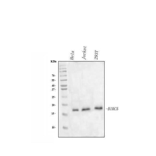 Anti-survivin/BIRC5 Antibody Picoband® Boster Bio