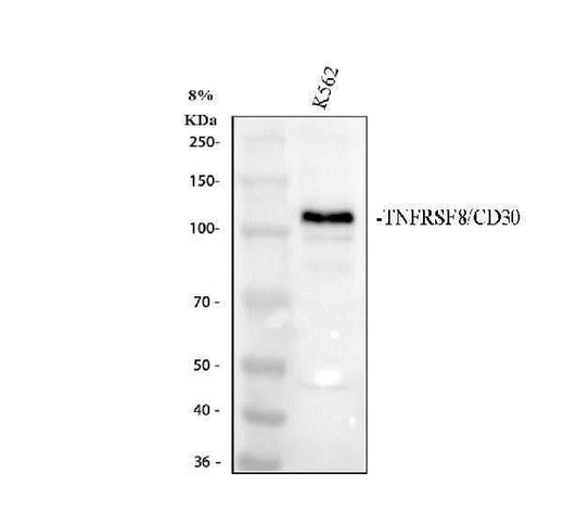 Anti-CD30/TNFRSF8 Antibody Picoband® Boster Bio