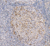 Anti-PD1/PDCD1 Antibody Picoband® Boster Bio