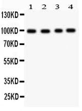 Anti-Synaptopodin/SYNPO Antibody Picoband® Boster Bio