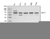 Anti-Transcription factor Sp1 SP1 Antibody Picoband® Boster Bio