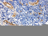 Anti-CD59 glycoprotein CD59 Antibody Picoband® Boster Bio