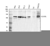 Anti-KAT13D/CLOCK Antibody Picoband® Boster Bio
