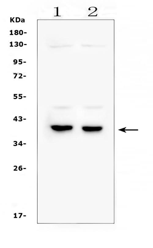 Anti-DMRT1 Antibody Picoband® Boster Bio