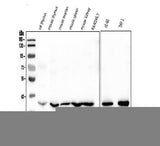 Anti-Fos B/FOSB Antibody Picoband® Boster Bio