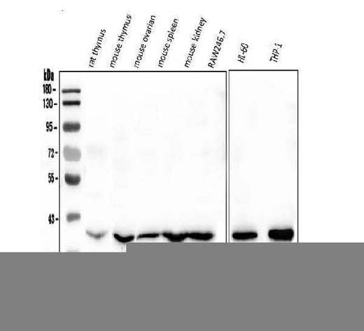 Anti-Fos B/FOSB Antibody Picoband® Boster Bio