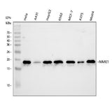 Anti-NM23A/NME1 Antibody Picoband® Boster Bio