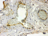 Anti-Thrombin Receptor/F2R Antibody Picoband® Boster Bio