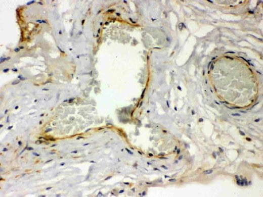 Anti-Thrombin Receptor/F2R Antibody Picoband® Boster Bio
