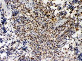 Anti-PU.1/Spi1 Antibody Boster Bio