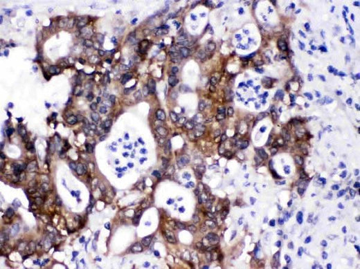 Anti-SIAH Interacting Protein/CACYBP Antibody Picoband® Boster Bio