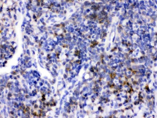 Anti-CD33 Antibody Picoband® Boster Bio