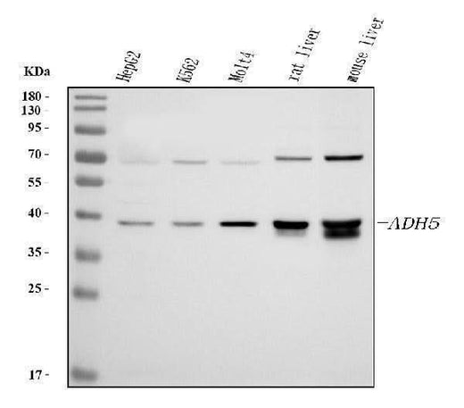Anti-Alcohol dehydrogenase class-3 ADH5 Antibody Picoband® Boster Bio