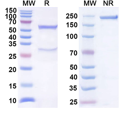 SDS-PAGE for Anti-Human CD3 Antibody (SP34)